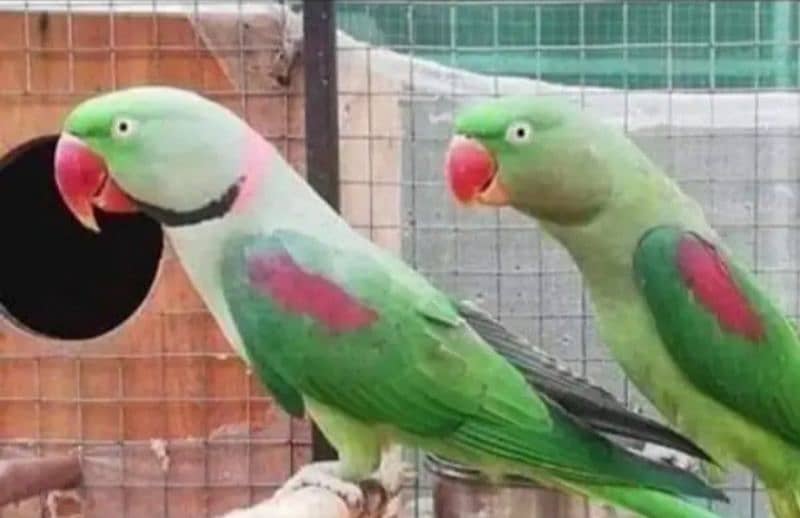 raw parrot12 month age urgent for sale only WhatsApp number 0