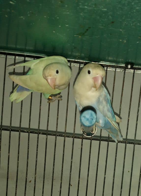 blue pastel split ino breeder pair 0