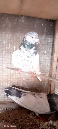 2 Breeder Male for sale High Flayer