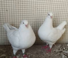 King Pigeons Pair up for adoption