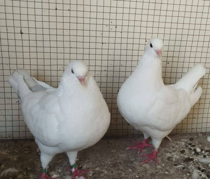 King Pigeons Pair up for adoption 0