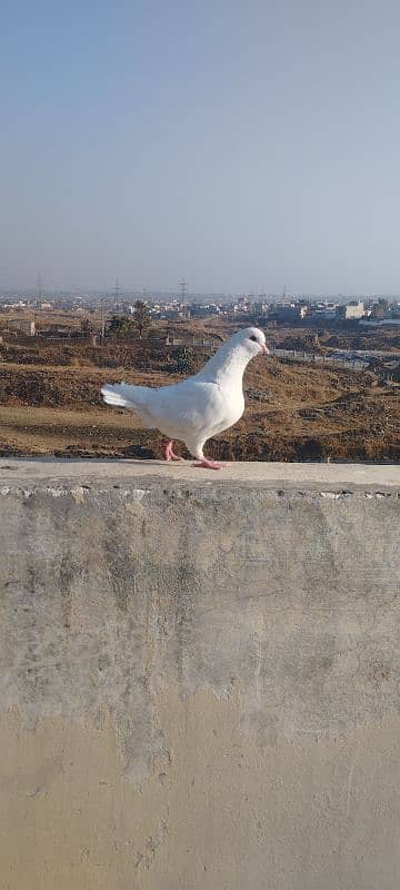 King Pigeons Pair up for adoption 1