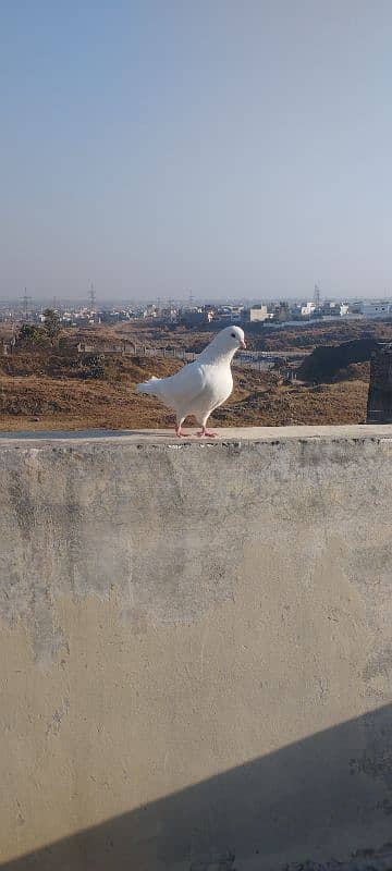 King Pigeons Pair up for adoption 2