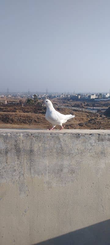 King Pigeons Pair up for adoption 3