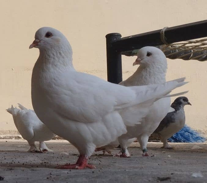 King Pigeons Pair up for adoption 5