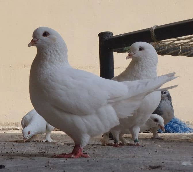 King Pigeons Pair up for adoption 6