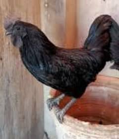 ayam cemani grey tongue male