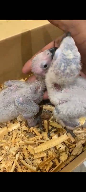 Blue/scarlet/green wing macaw chick for sale 03126945780 6