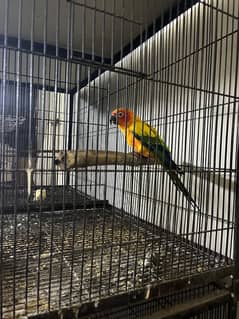 sun conure male