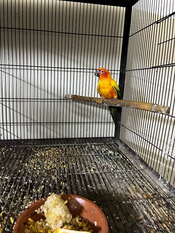 sun conure male 1