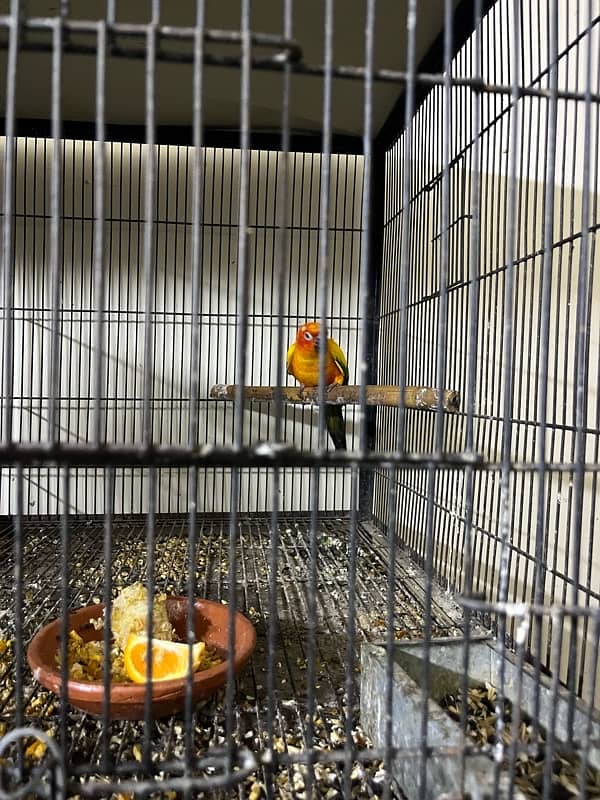 sun conure male 2