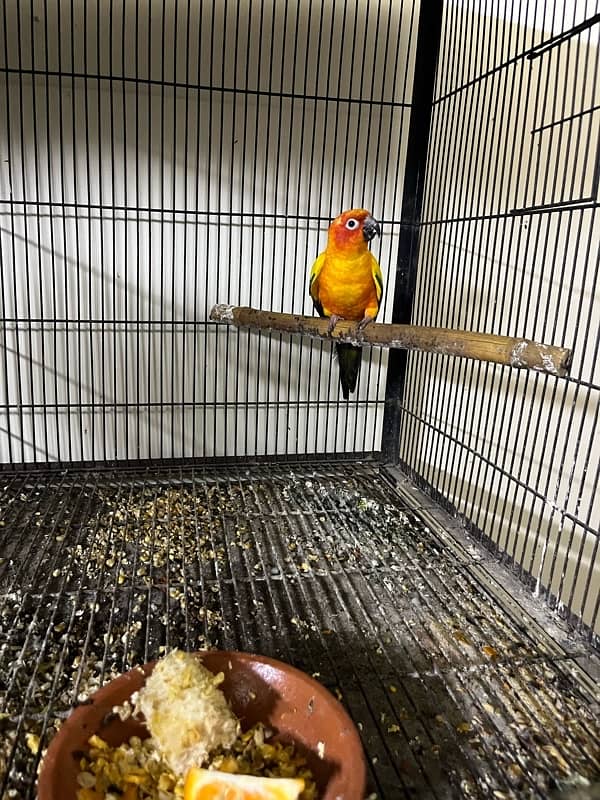 sun conure male 3