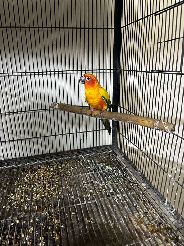 sun conure male 4