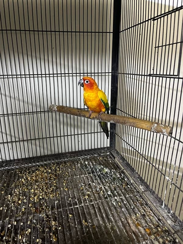 sun conure male 5