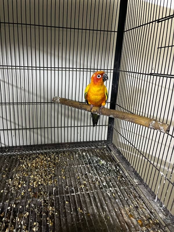 sun conure male 6