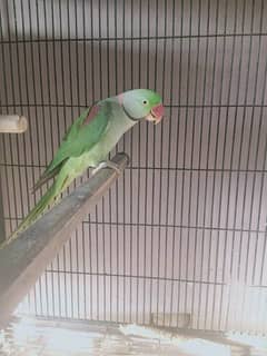 Raw parrot for sale