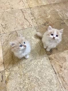 Persian kitten pair Fawn color