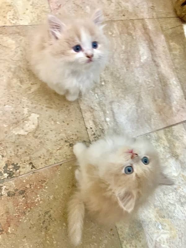 Persian kitten pair Fawn color 2