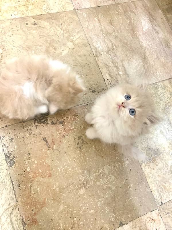 Persian kitten pair Fawn color 3