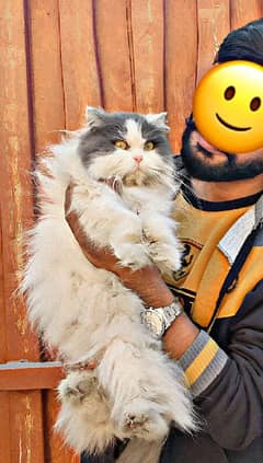 beautiful Persian female cat Punch face triple coded full long hair