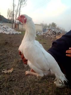 paper white heera aseel murga, female, Madi, chicks, for sale