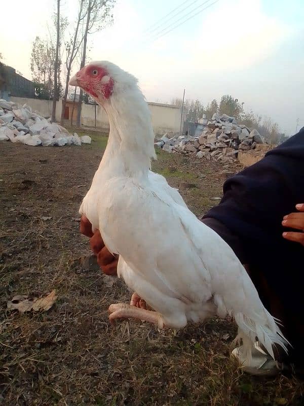 paper white heera aseel murga, female, Madi, chicks, for sale 0