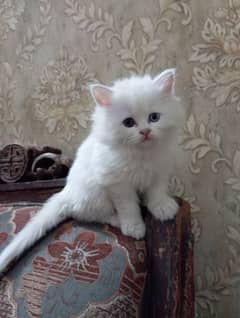 cute Persian kitten female