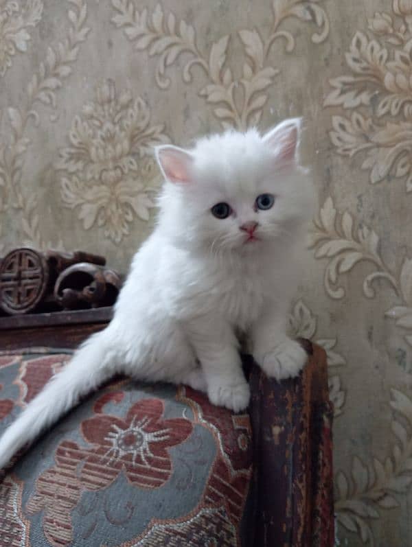 cute Persian kitten female 0