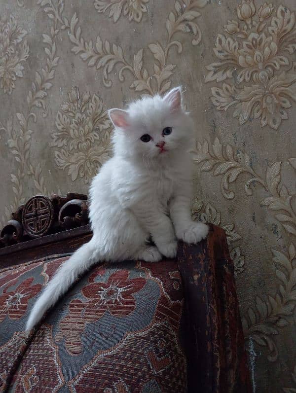 cute Persian kitten female 1