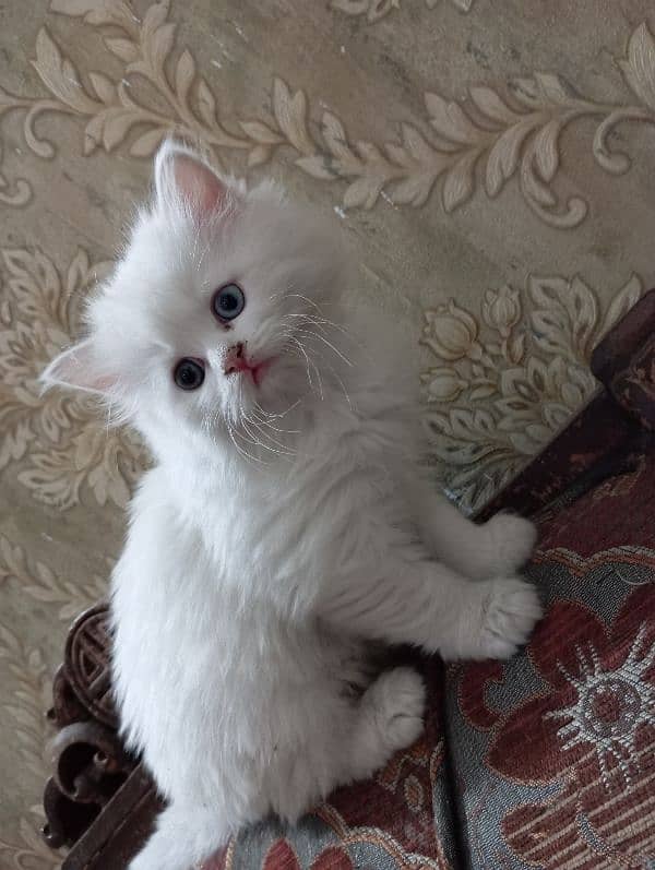 cute Persian kitten female 2