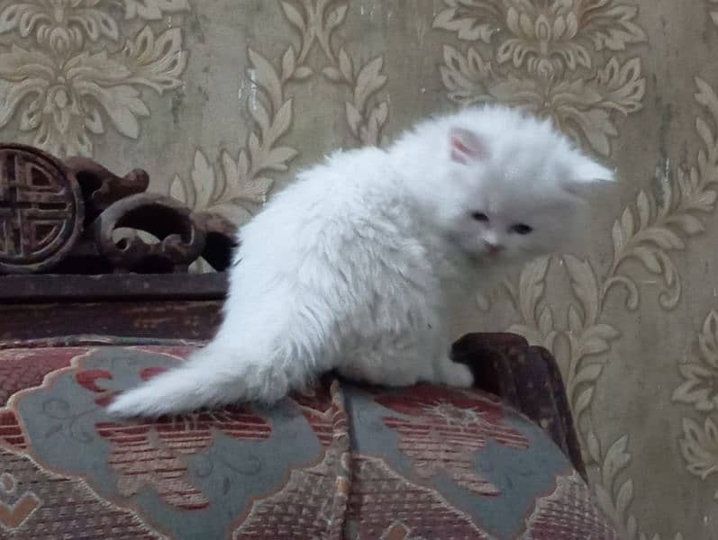 cute Persian kitten female 3