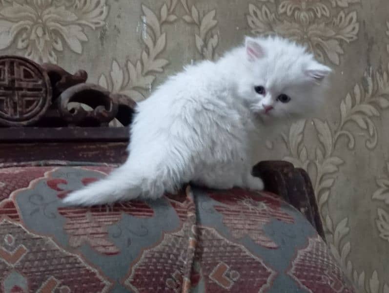 cute Persian kitten female 4