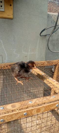 Thai Red pakoya ka chick for sale