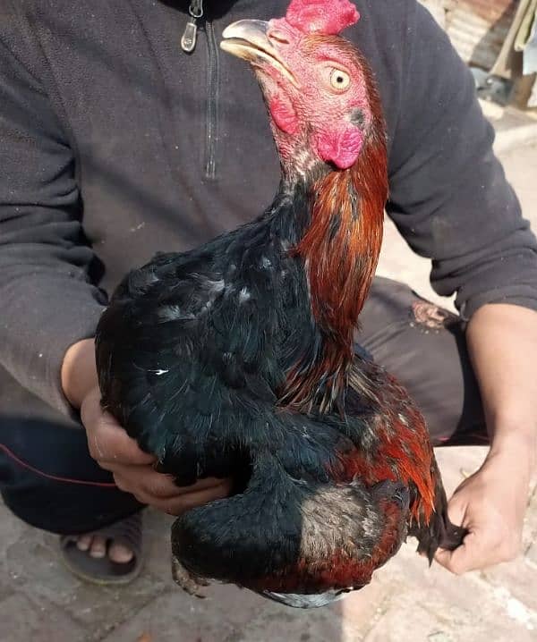 Thai Red pakoya ka chick for sale 1