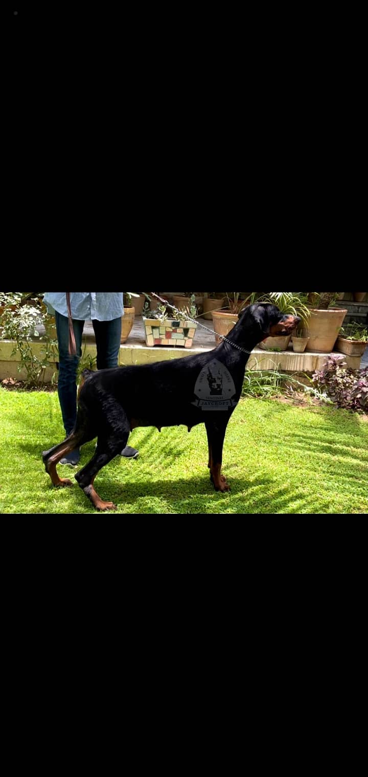 Pedigree Doberman female 1