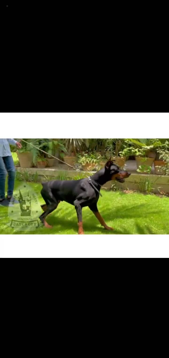 Pedigree Doberman female 2