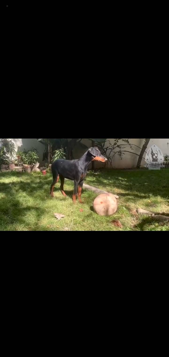 Pedigree Doberman female 3