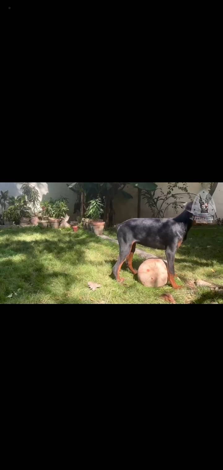 Pedigree Doberman female 4