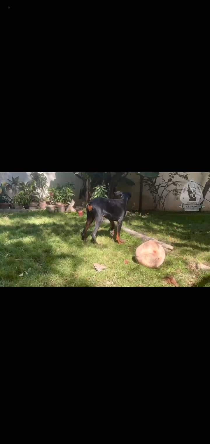 Pedigree Doberman female 5