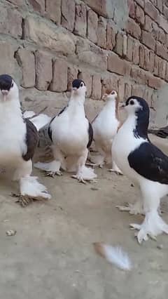 Lahore Sherazi pigeon wtsap 3185461922