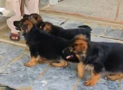 German shepherd Long Coat Male & Female puppy 03287625932WhatsApp