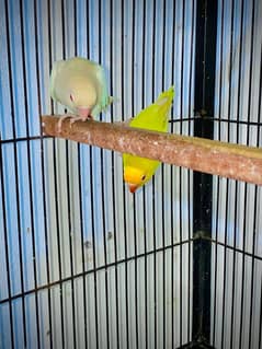 love bird albino red and / deceino