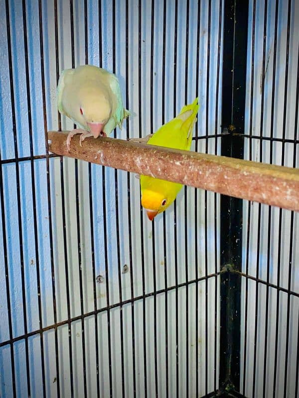 love bird albino red and / deceino 0