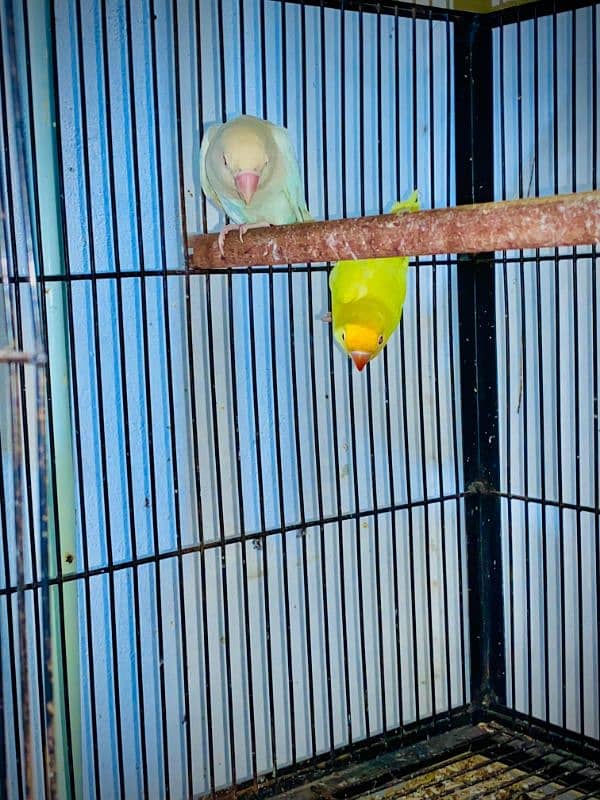 love bird albino red and / deceino 2