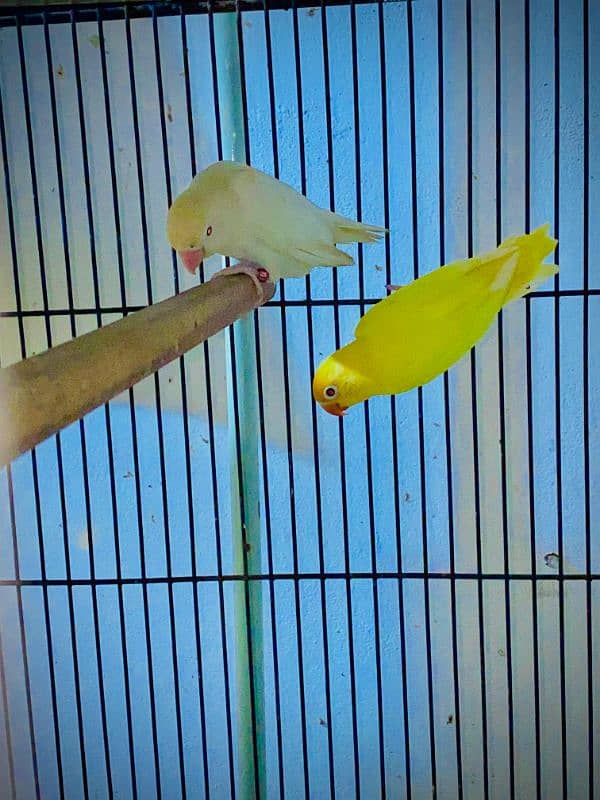 love bird albino red and / deceino 3