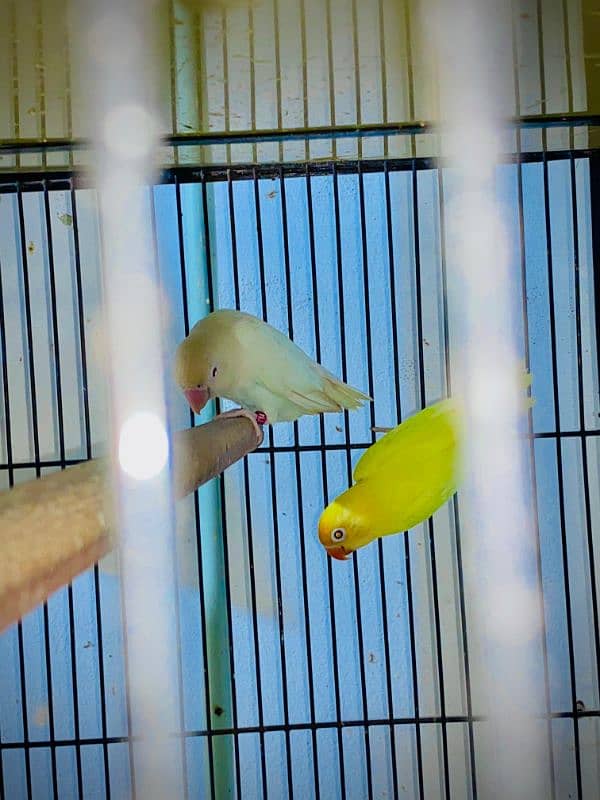 love bird albino red and / deceino 4