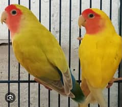 lovebird parrot lotino pure pair breeder