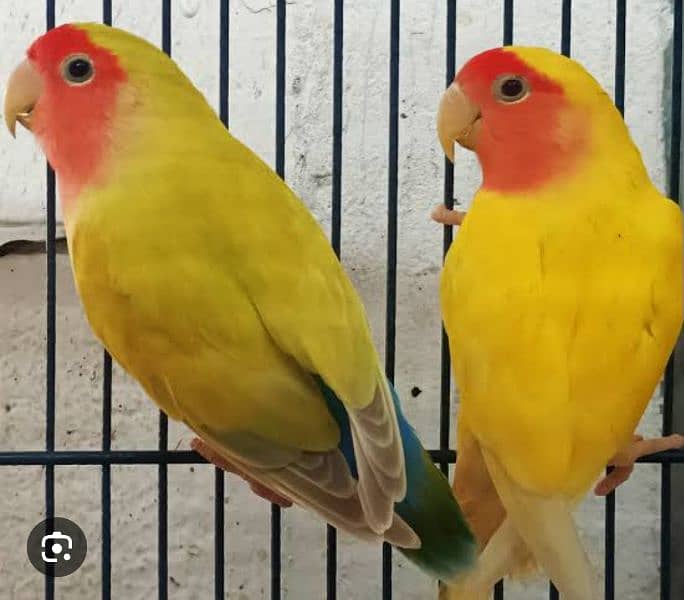 lovebird parrot lotino pure pair breeder 0