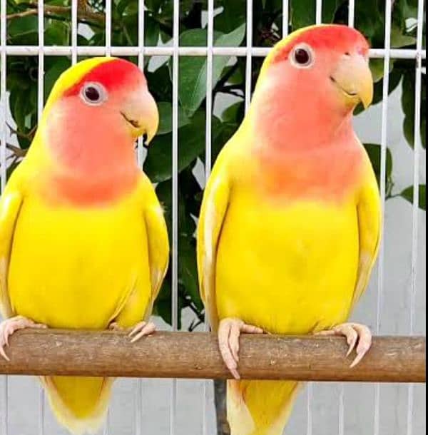 lovebird parrot lotino pure pair breeder 1