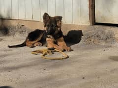 German shepherd Long Coat Male & Female puppy 03287625932WhatsApp